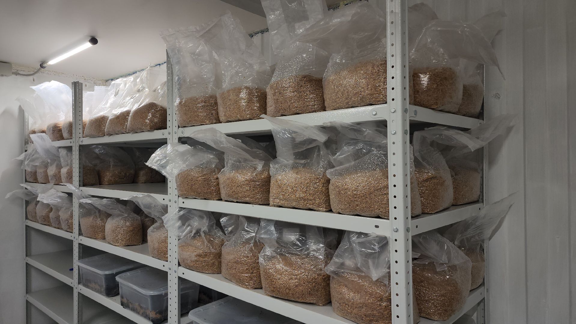 красногорск, сделано в подмосковье, грибы, импортозамещение,