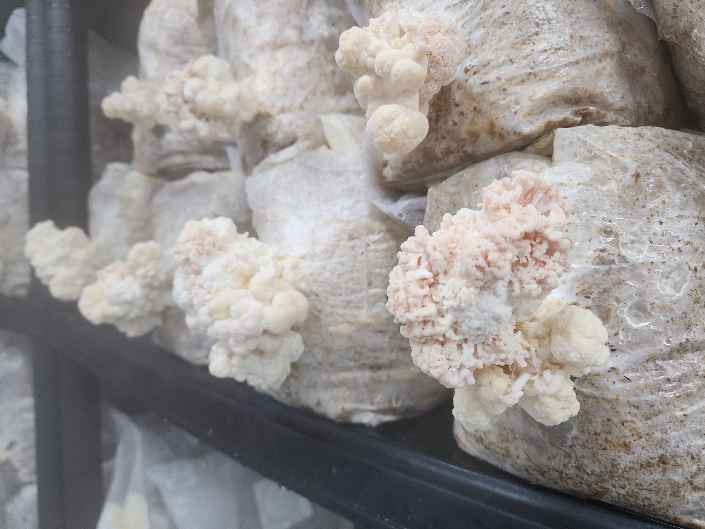 красногорск, сделано в подмосковье, грибы, импортозамещение,