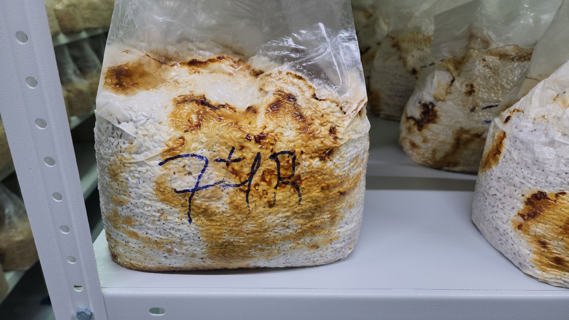 красногорск, сделано в подмосковье, грибы, импортозамещение,