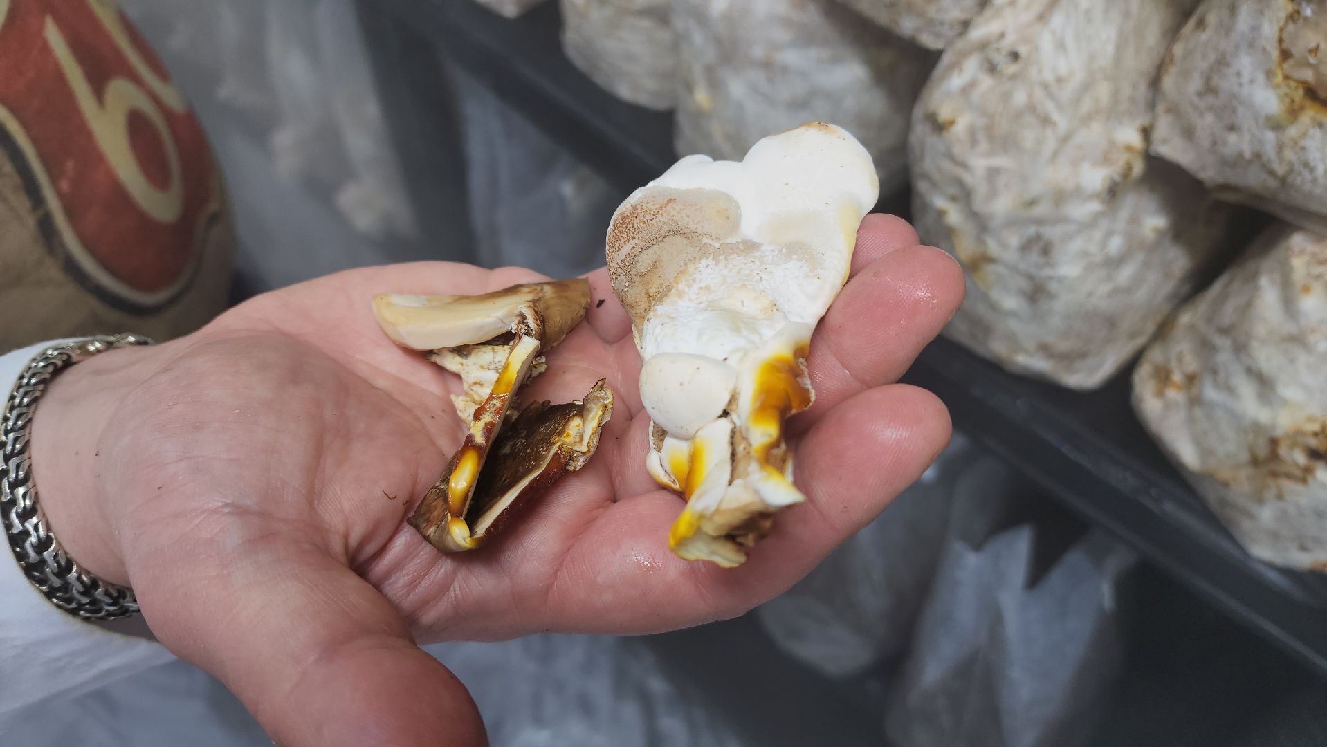 красногорск, сделано в подмосковье, грибы, импортозамещение,