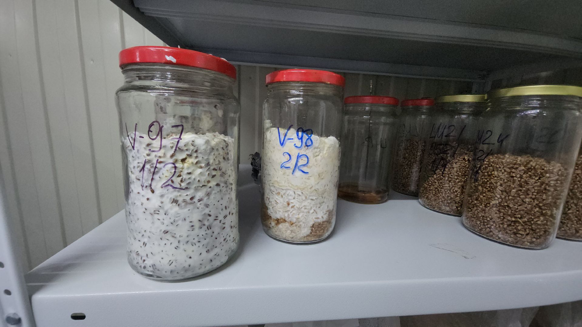 красногорск, сделано в подмосковье, грибы, импортозамещение,