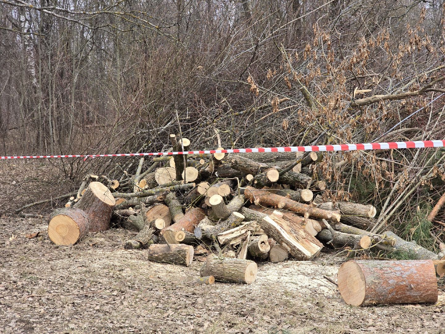 Коломна, благоустройство, парки подмосковья,
