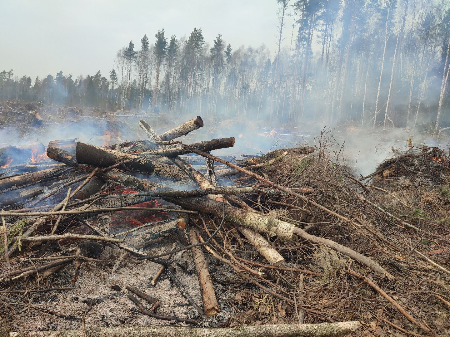 Егорьевск, Санитарная вырубка, Подмосковье, Московская область,