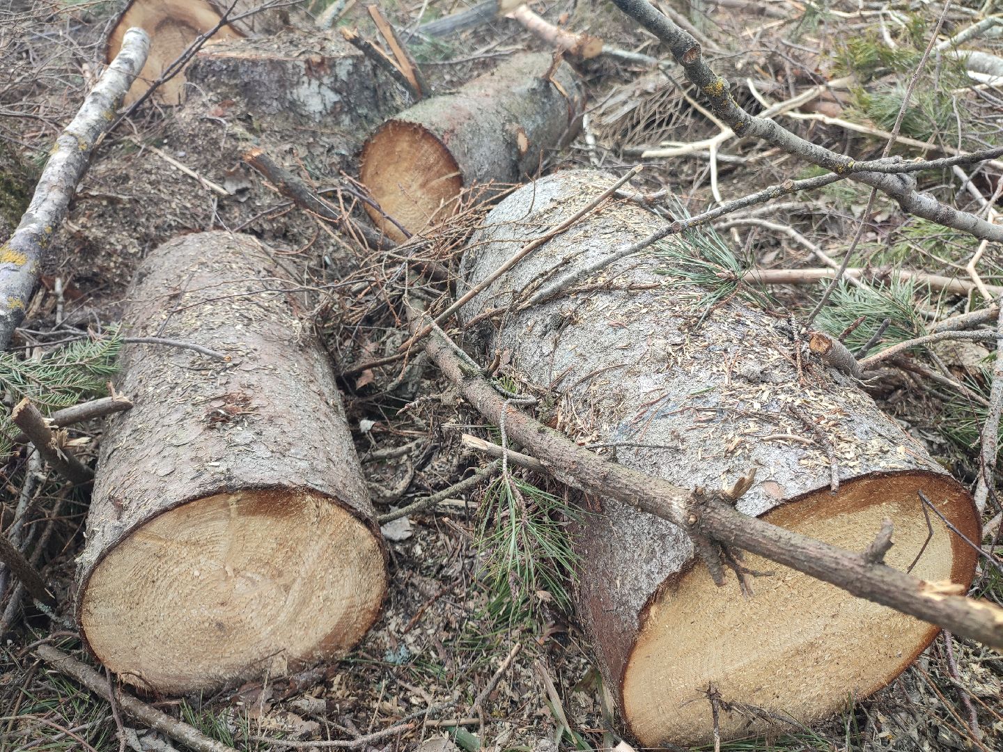 Егорьевск, Санитарная вырубка, Подмосковье, Московская область,