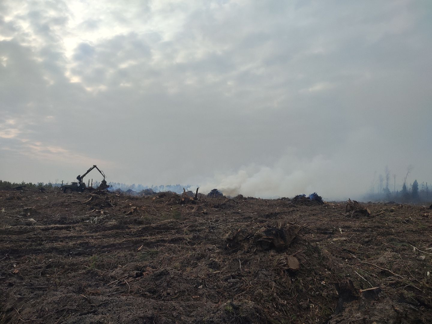 Егорьевск, Санитарная вырубка, Подмосковье, Московская область,