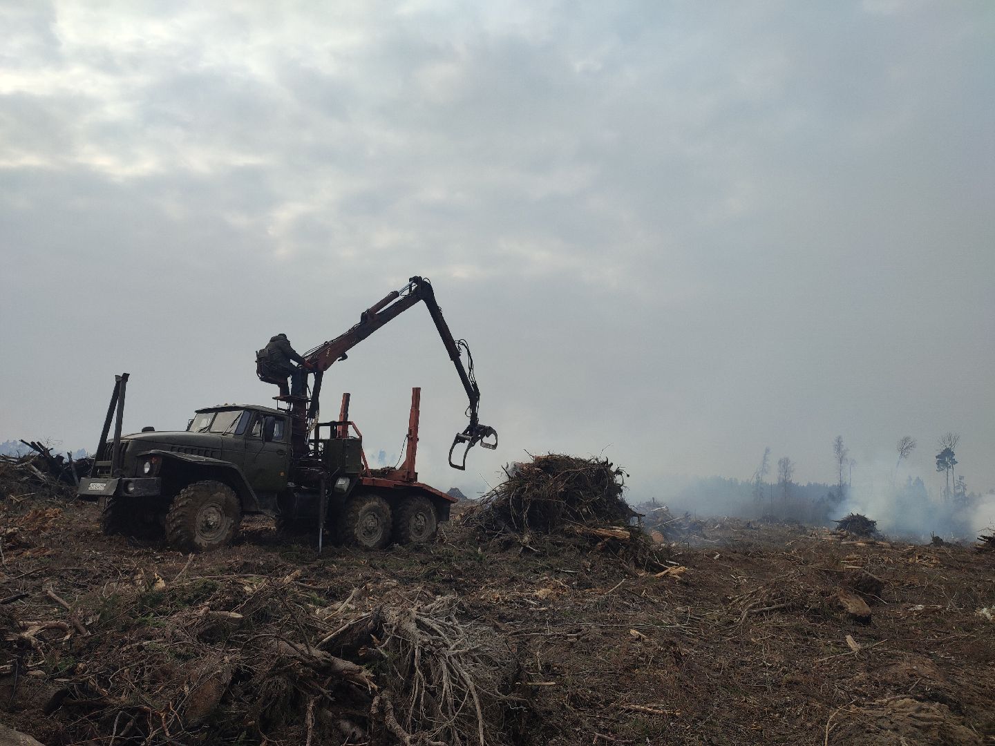 Егорьевск, Санитарная вырубка, Подмосковье, Московская область,