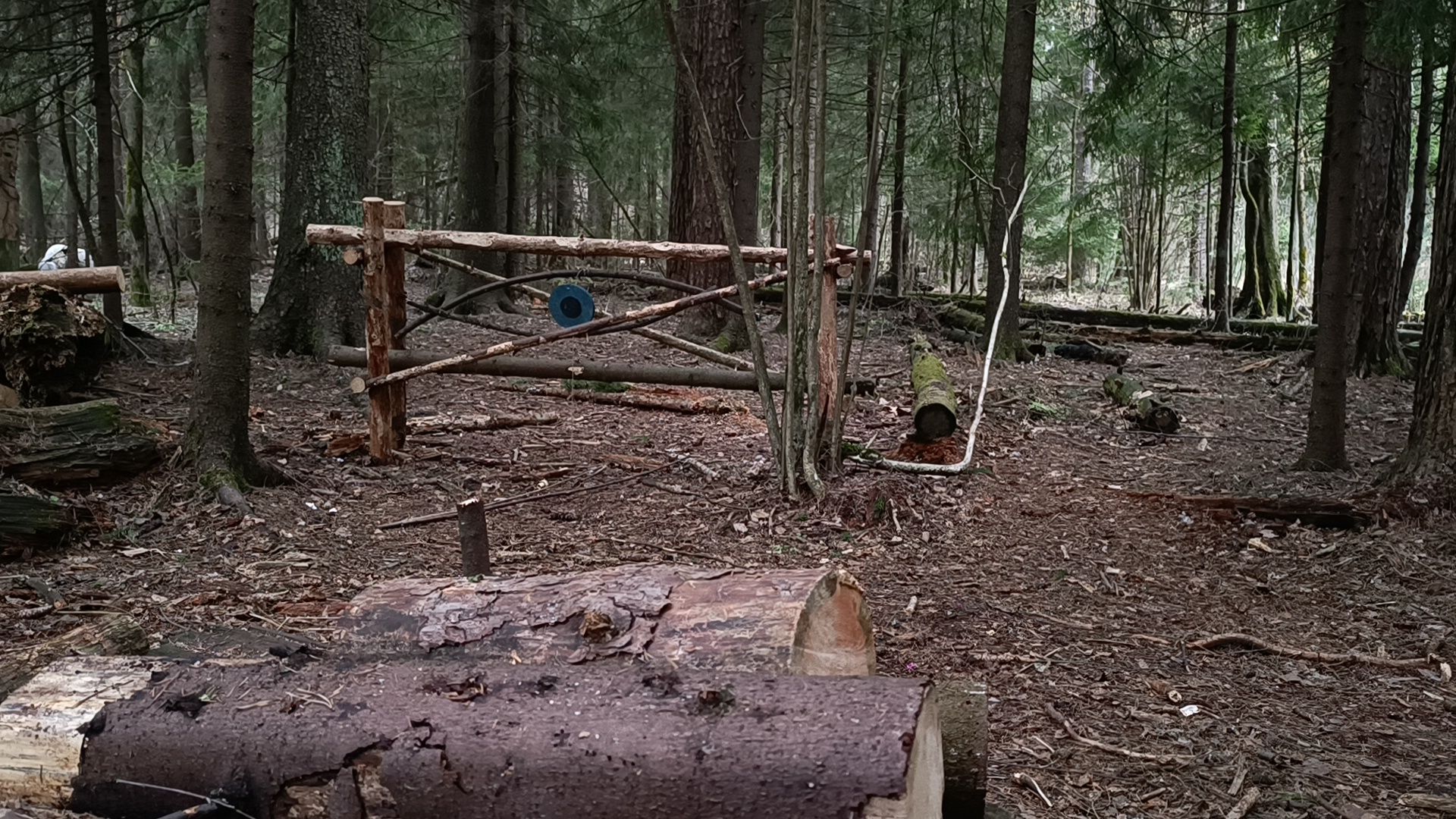 туризм, лобня, лесопарк,