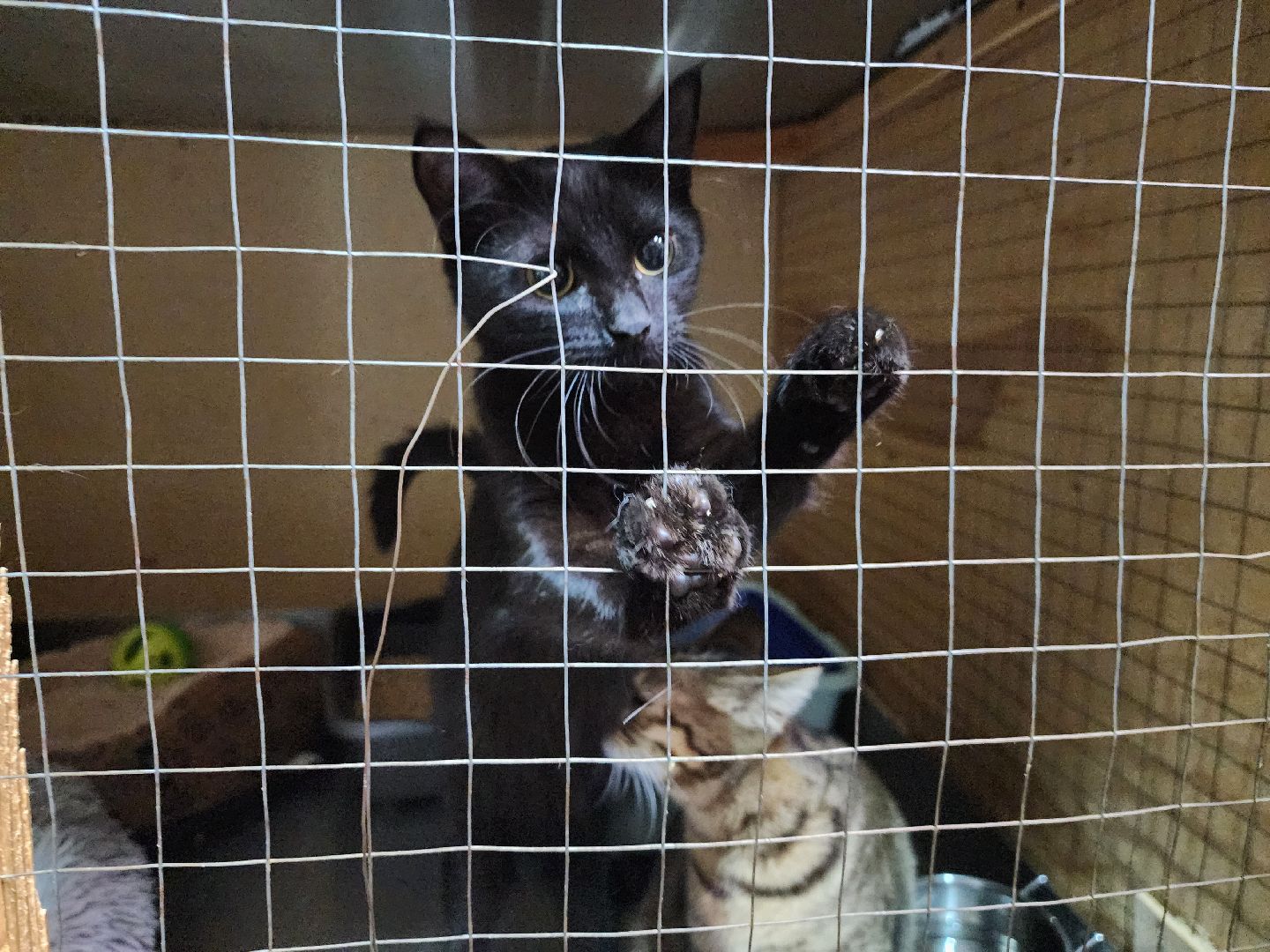 Дубна, Приют для кошек, Спасение животных, белгород, Кошки, Благотворительность,