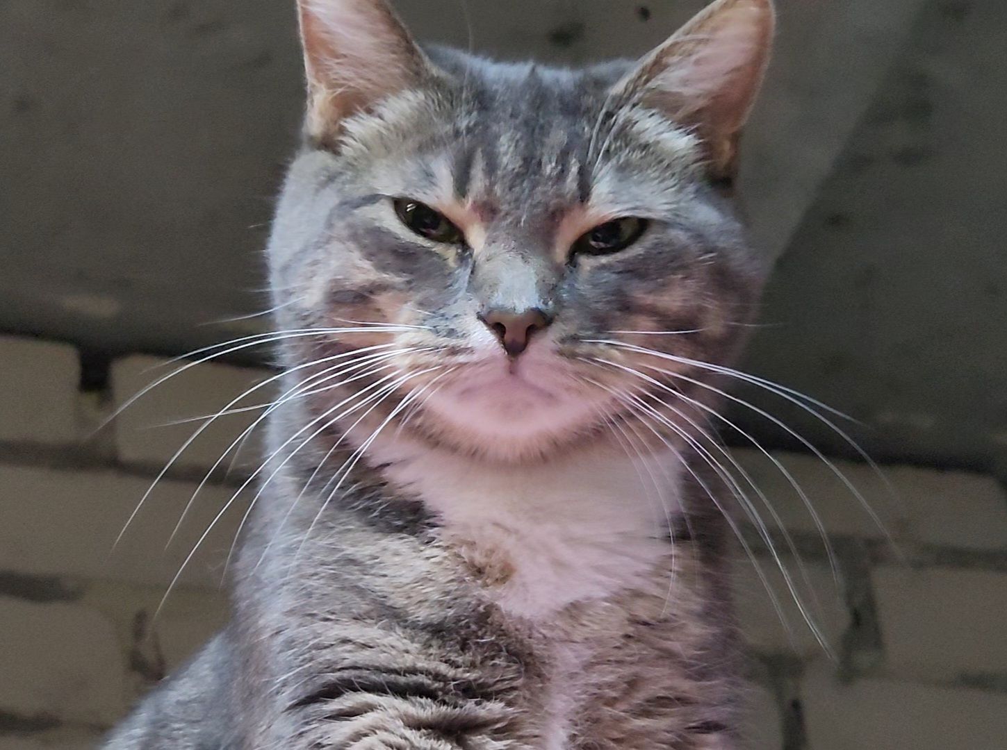 Дубна, Приют для кошек, Спасение животных, белгород, Кошки, Благотворительность,