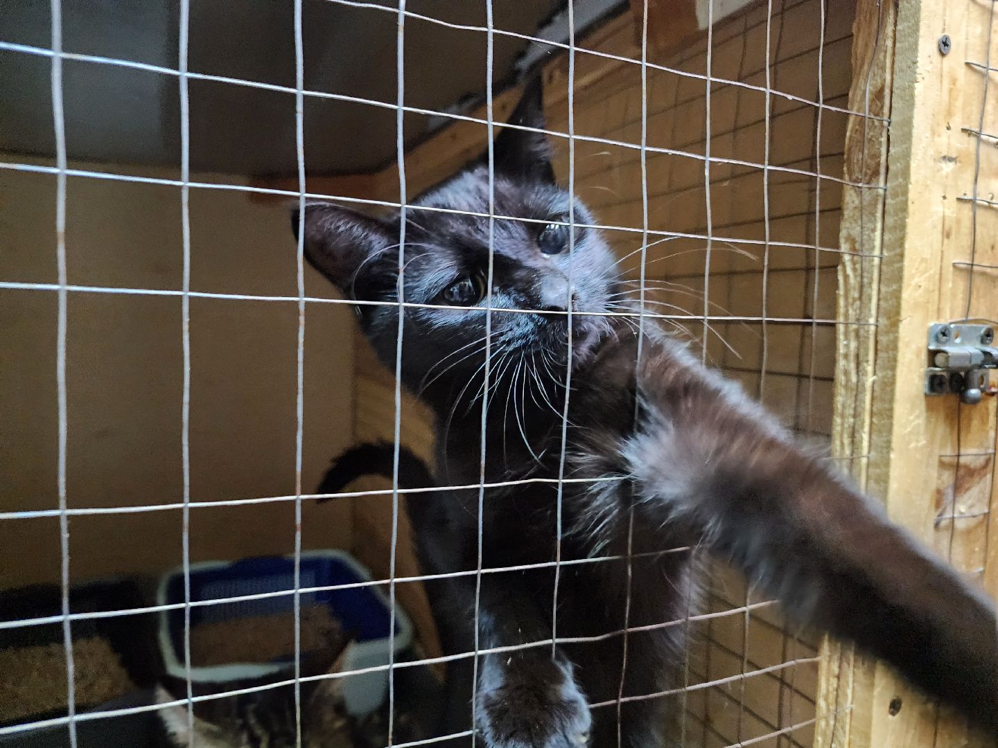 Дубна, Приют для кошек, Спасение животных, белгород, Кошки, Благотворительность,