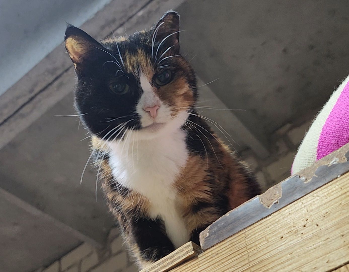 Дубна, Приют для кошек, Спасение животных, белгород, Кошки, Благотворительность,