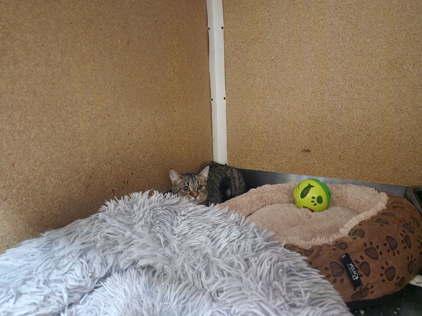 Дубна, Приют для кошек, Спасение животных, белгород, Кошки, Благотворительность,