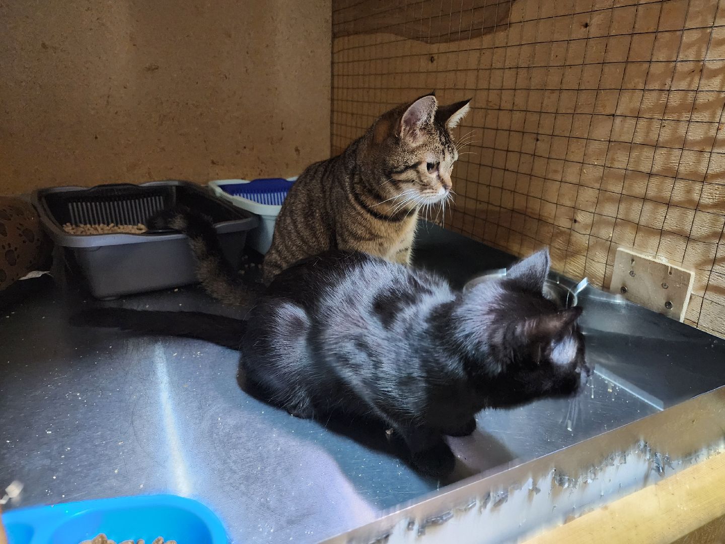 Дубна, Приют для кошек, Спасение животных, белгород, Кошки, Благотворительность,