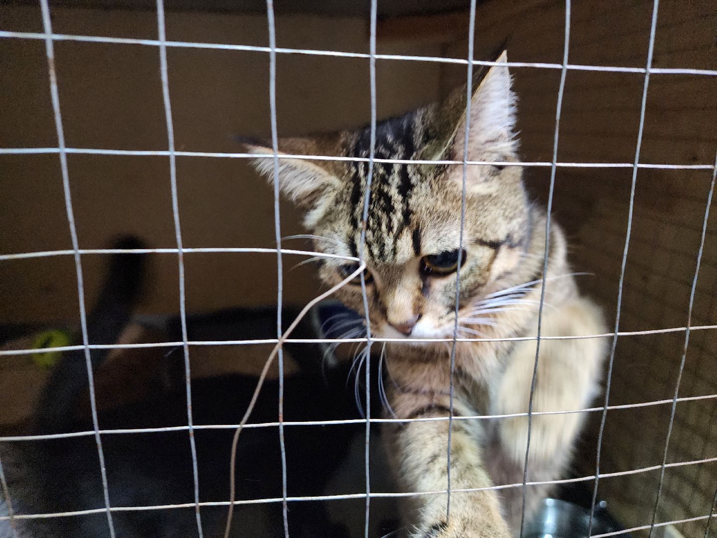 Дубна, Приют для кошек, Спасение животных, белгород, Кошки, Благотворительность,