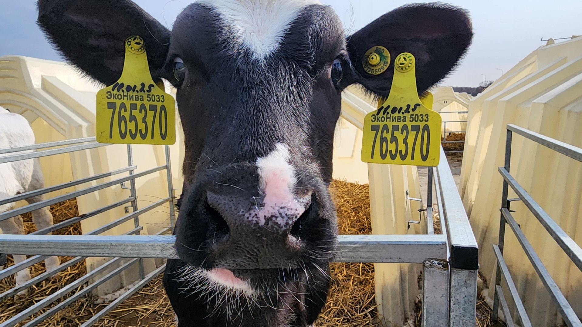 ступино, образование, агроклассы,