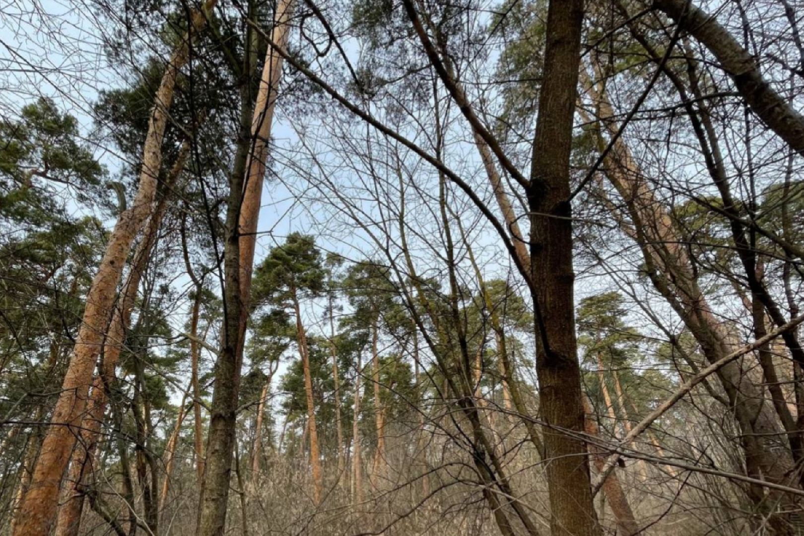 Экология, Пешие проогулки, Благоустройство, Звенигород,