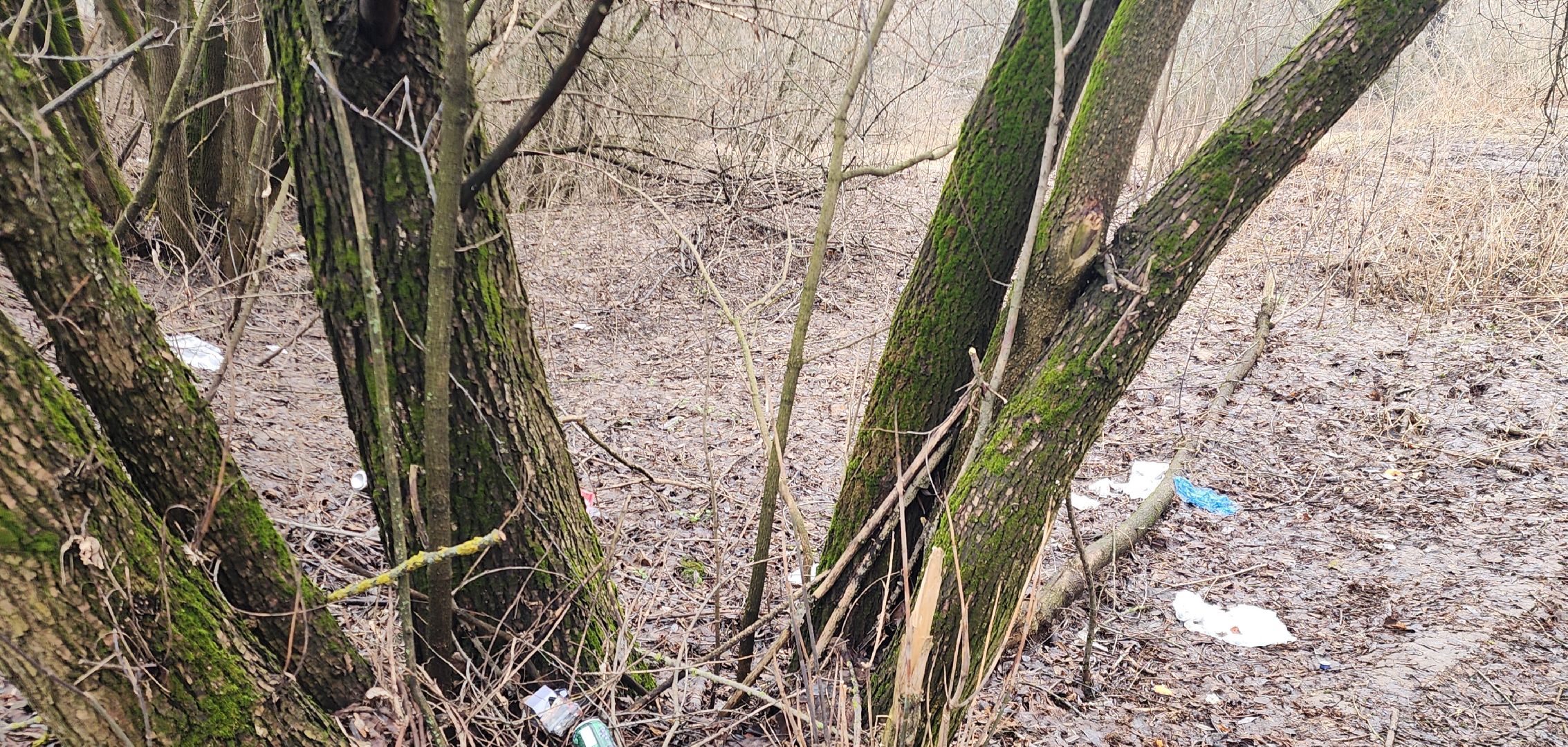 Экология, Пешие проогулки, Благоустройство, Звенигород,