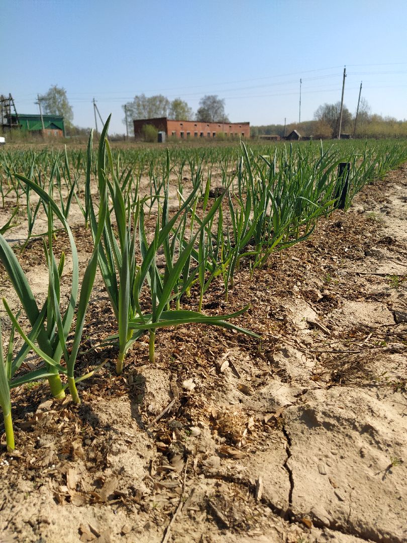 Больше-Алексеевское, чеснок, селекция растений, МОВИР, Ступино