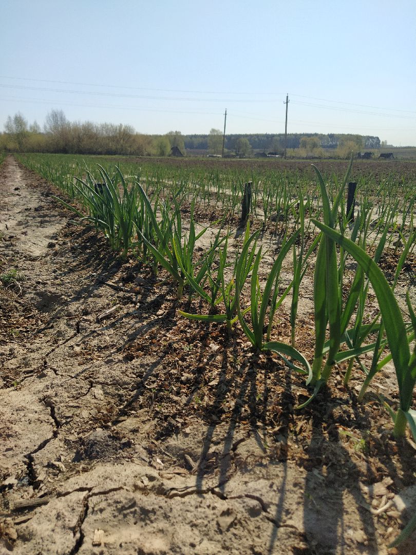 Больше-Алексеевское, чеснок, селекция растений, МОВИР, Ступино