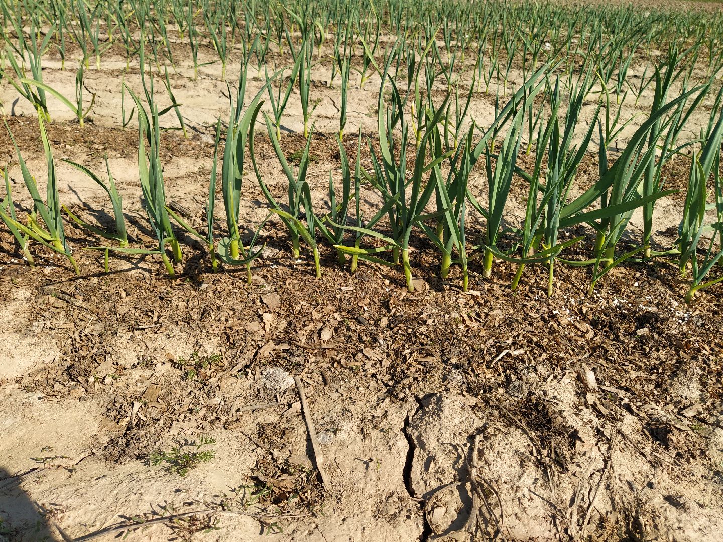 Больше-Алексеевское, чеснок, селекция растений, МОВИР, Ступино