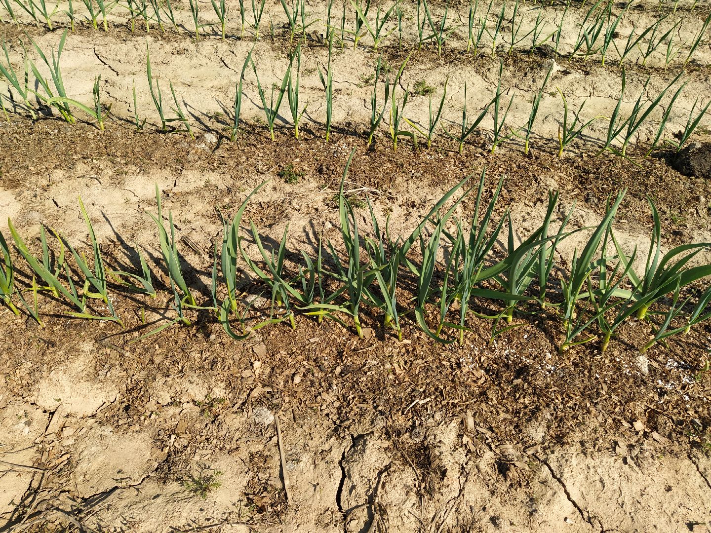 Больше-Алексеевское, чеснок, селекция растений, МОВИР, Ступино