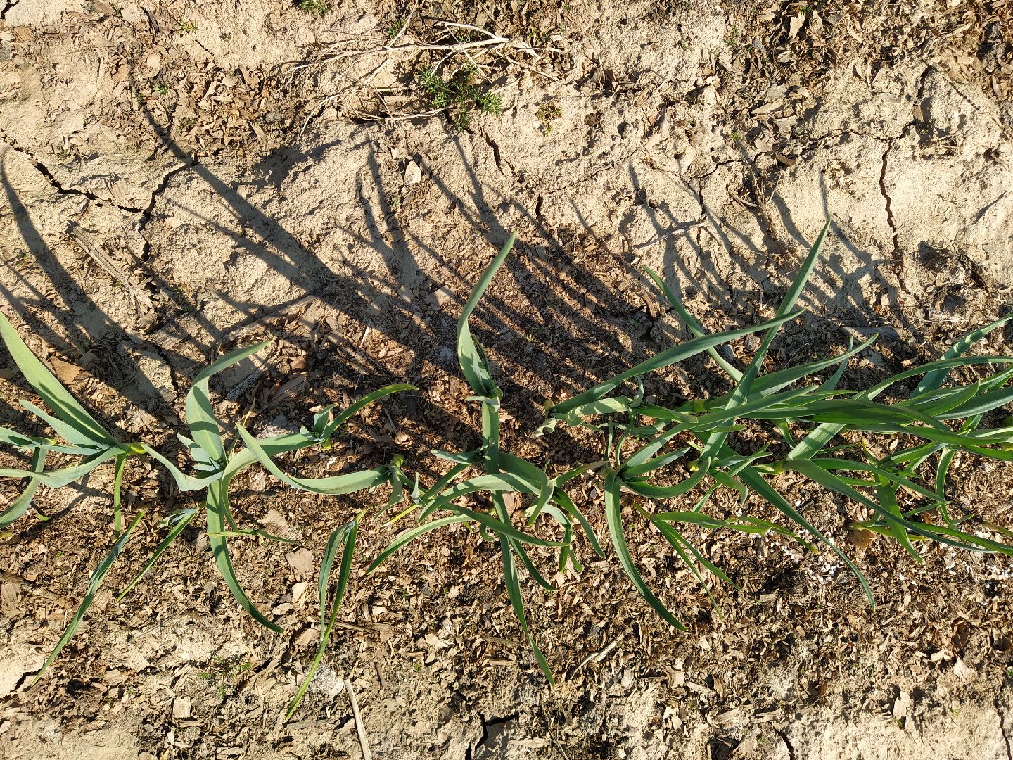 Больше-Алексеевское, чеснок, селекция растений, МОВИР, Ступино
