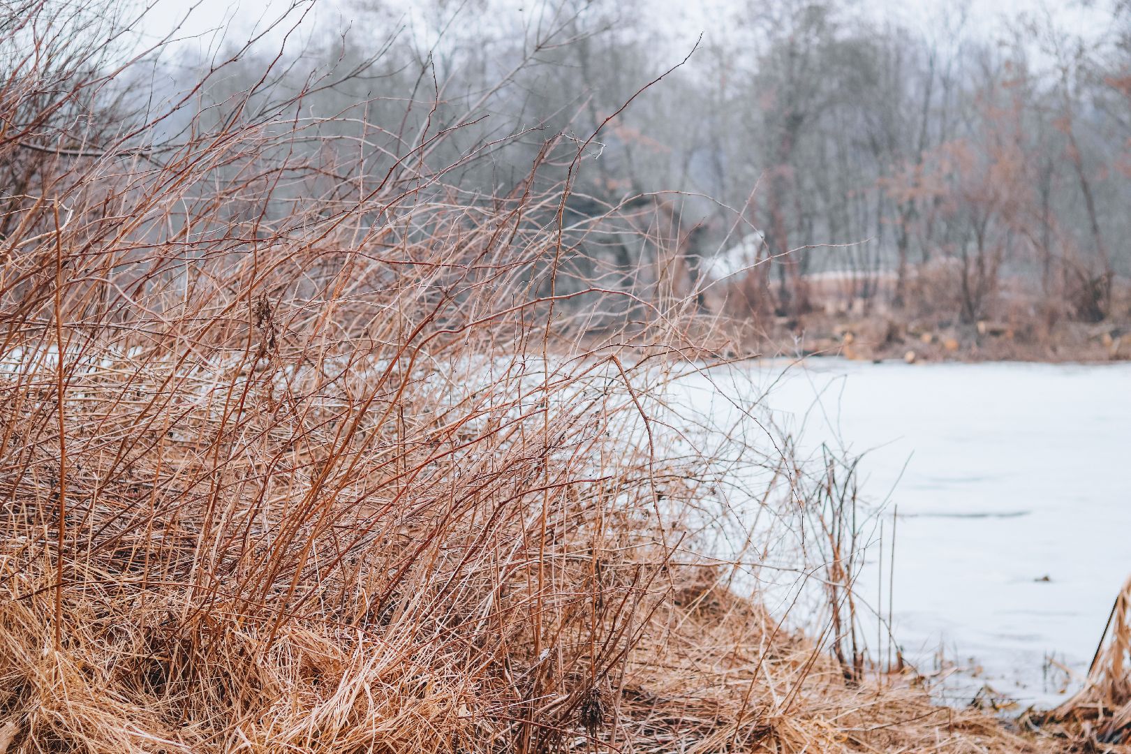Клин, общество, благоустройство, экология, опиловка деревьев,