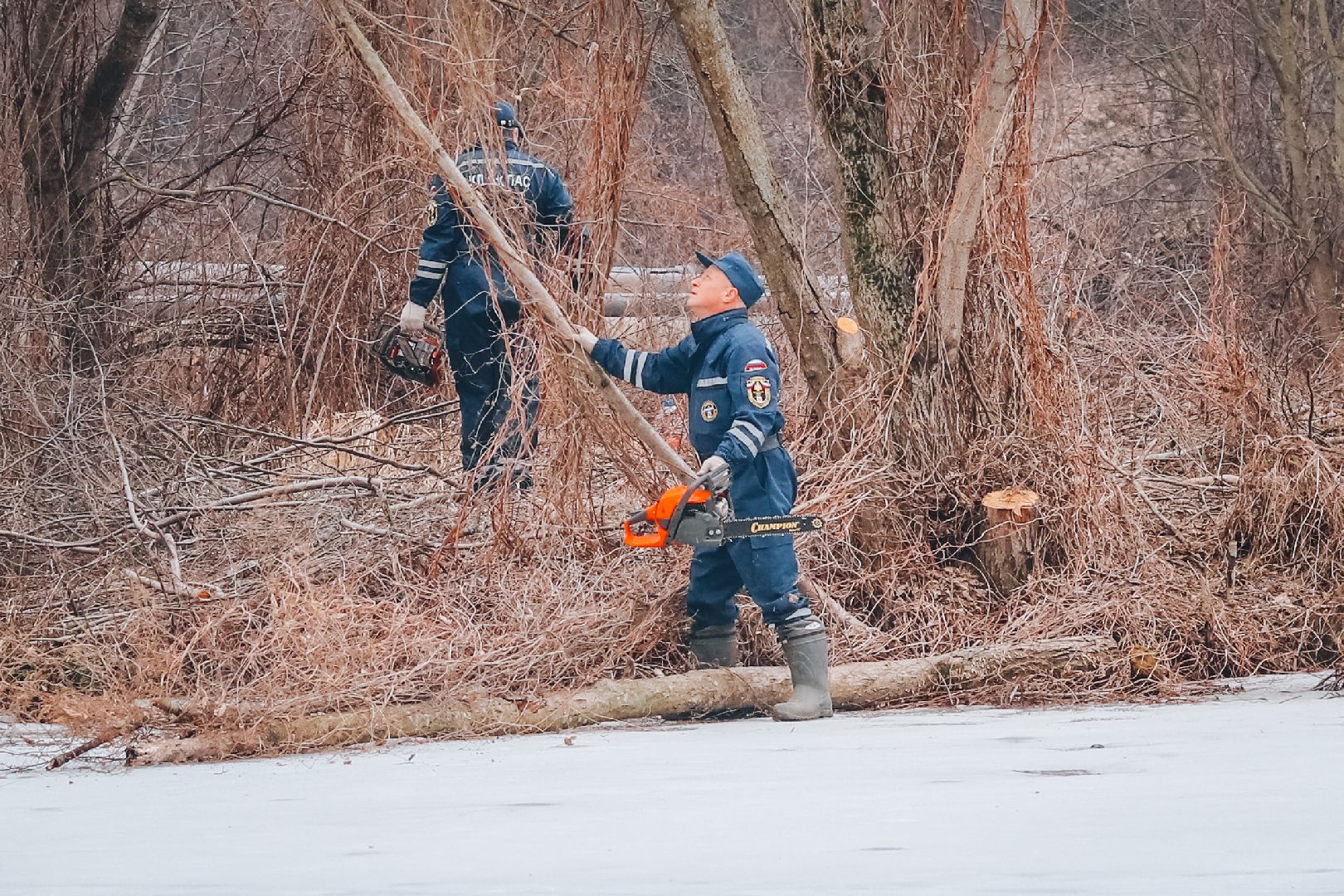 Клин, общество, благоустройство, экология, опиловка деревьев,