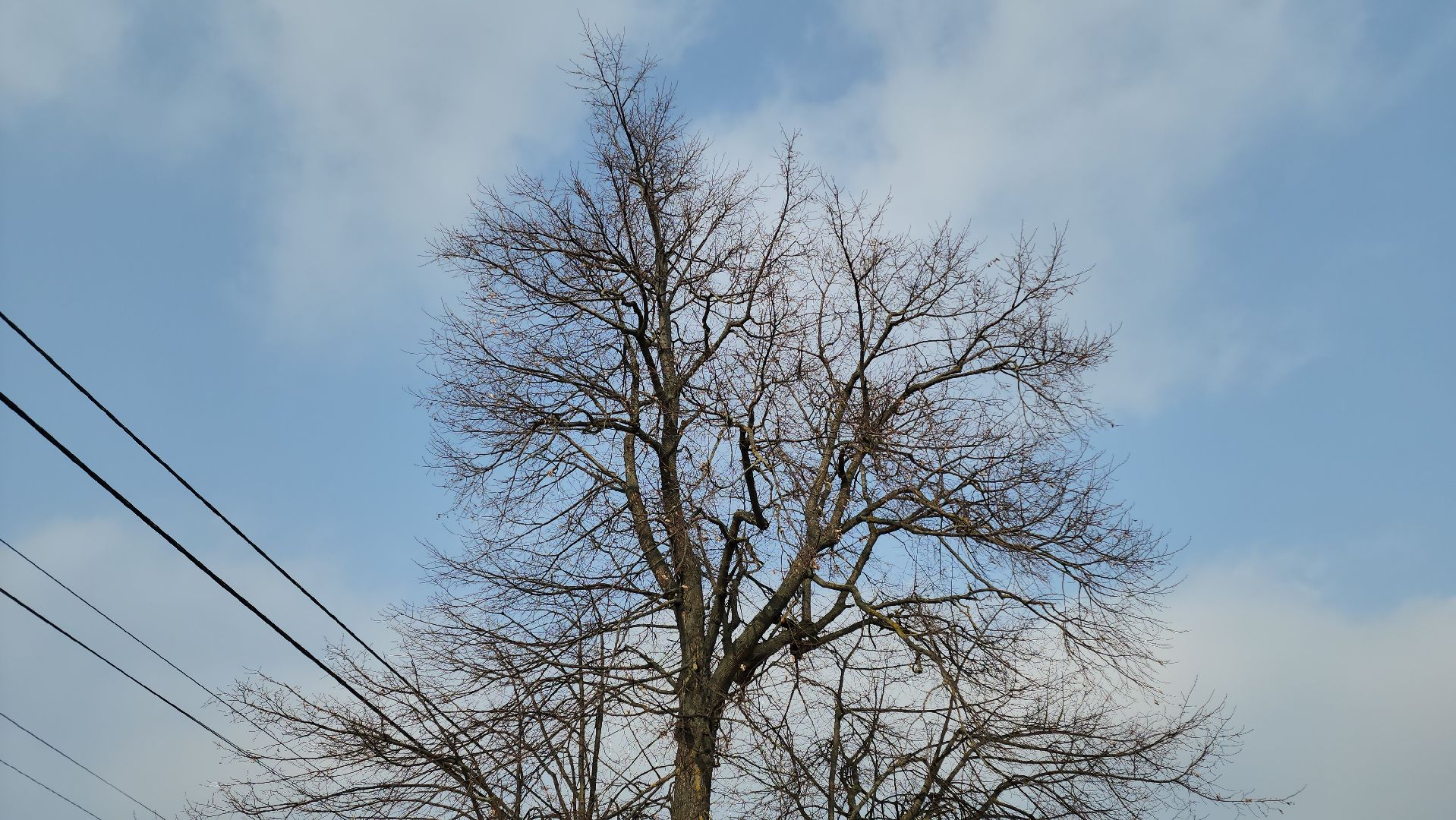 кашира, выездная администрация, спил деревьев, аварийное дерево, жкх, дороги,