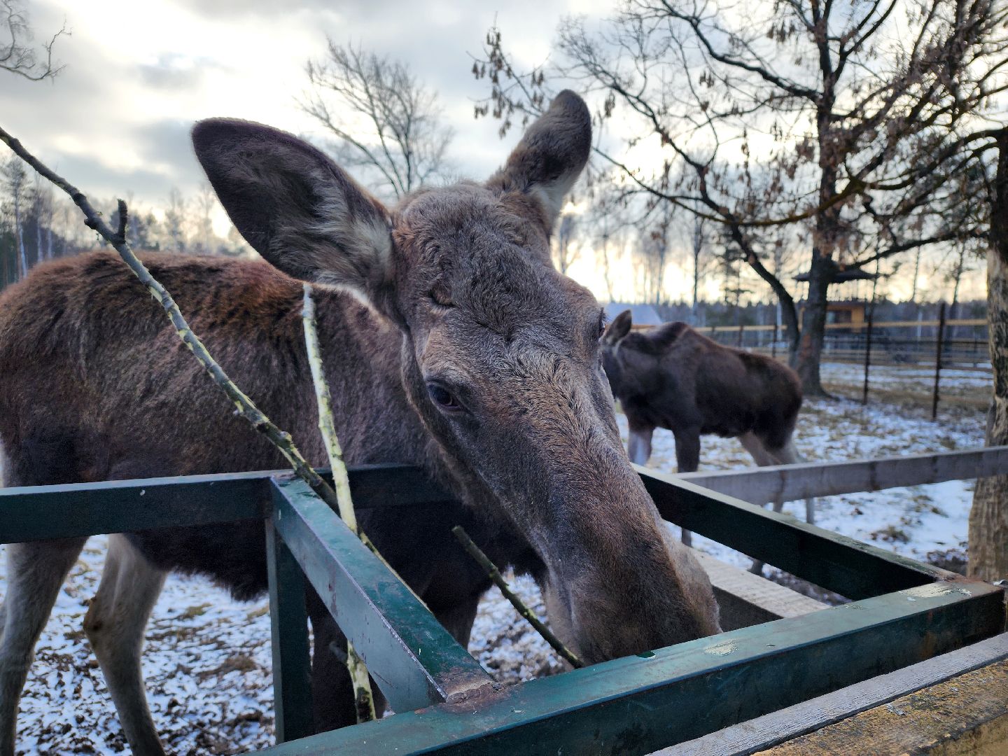 животные, лось, мытищи,