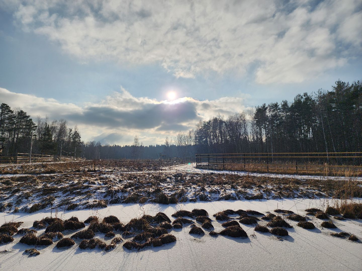 животные, лось, мытищи,