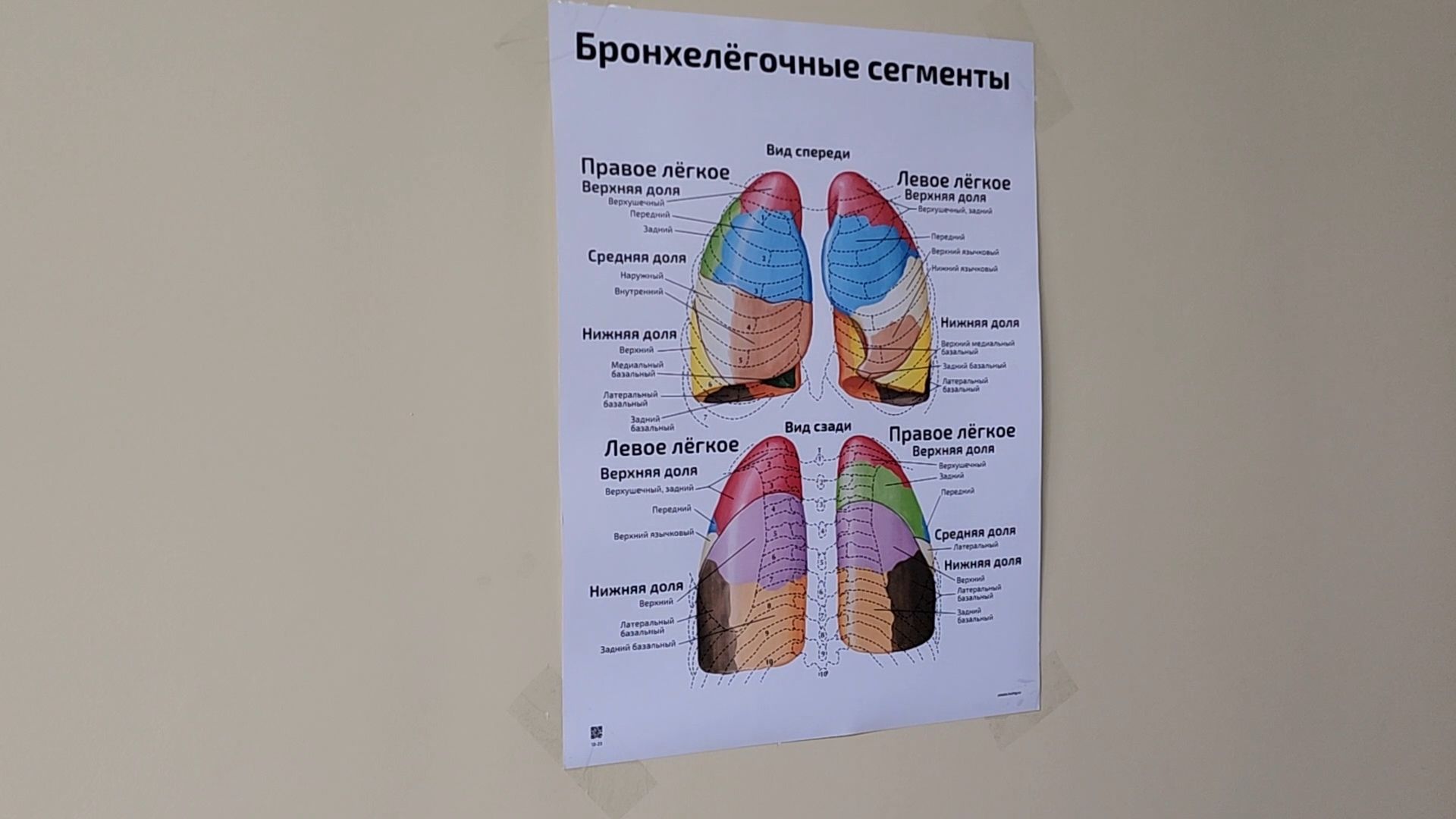 Бронницы, Новый врач, Врач-пульмонолог, Аллергия,