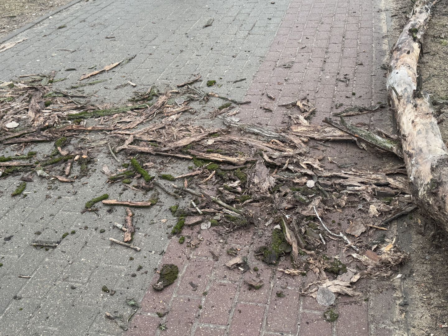 балашиха, ветер, непогода, деревья,