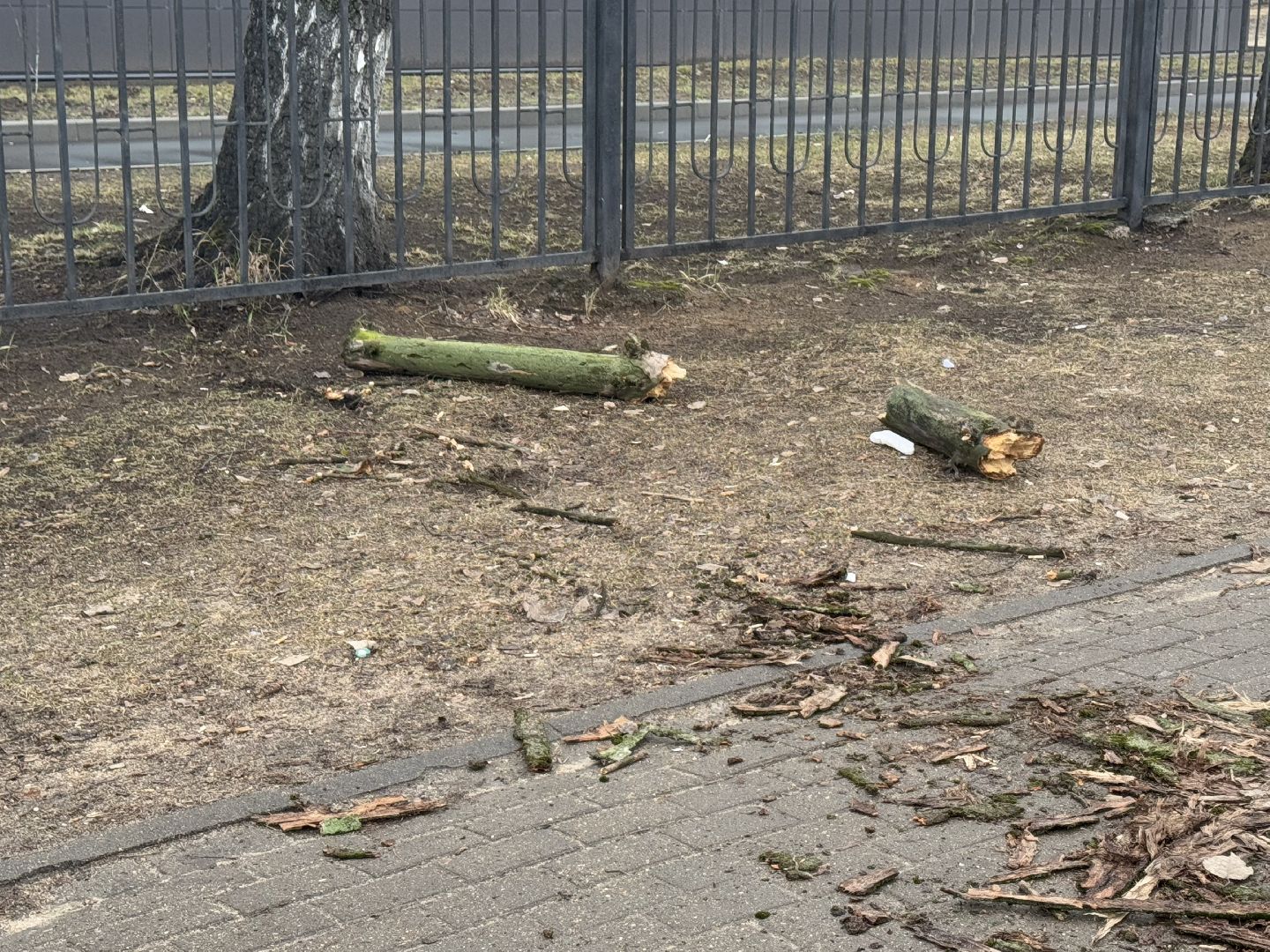 балашиха, ветер, непогода, деревья,