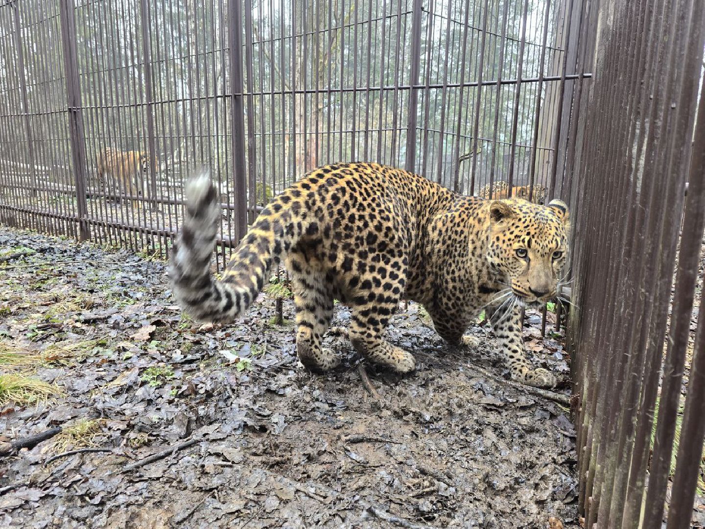 можайск, можайский муниципальный округ, подмосковье, подмосковный подмосковный сафари-парк, парк тигров, хищние кошки, карина черевань, чемпионка мира,