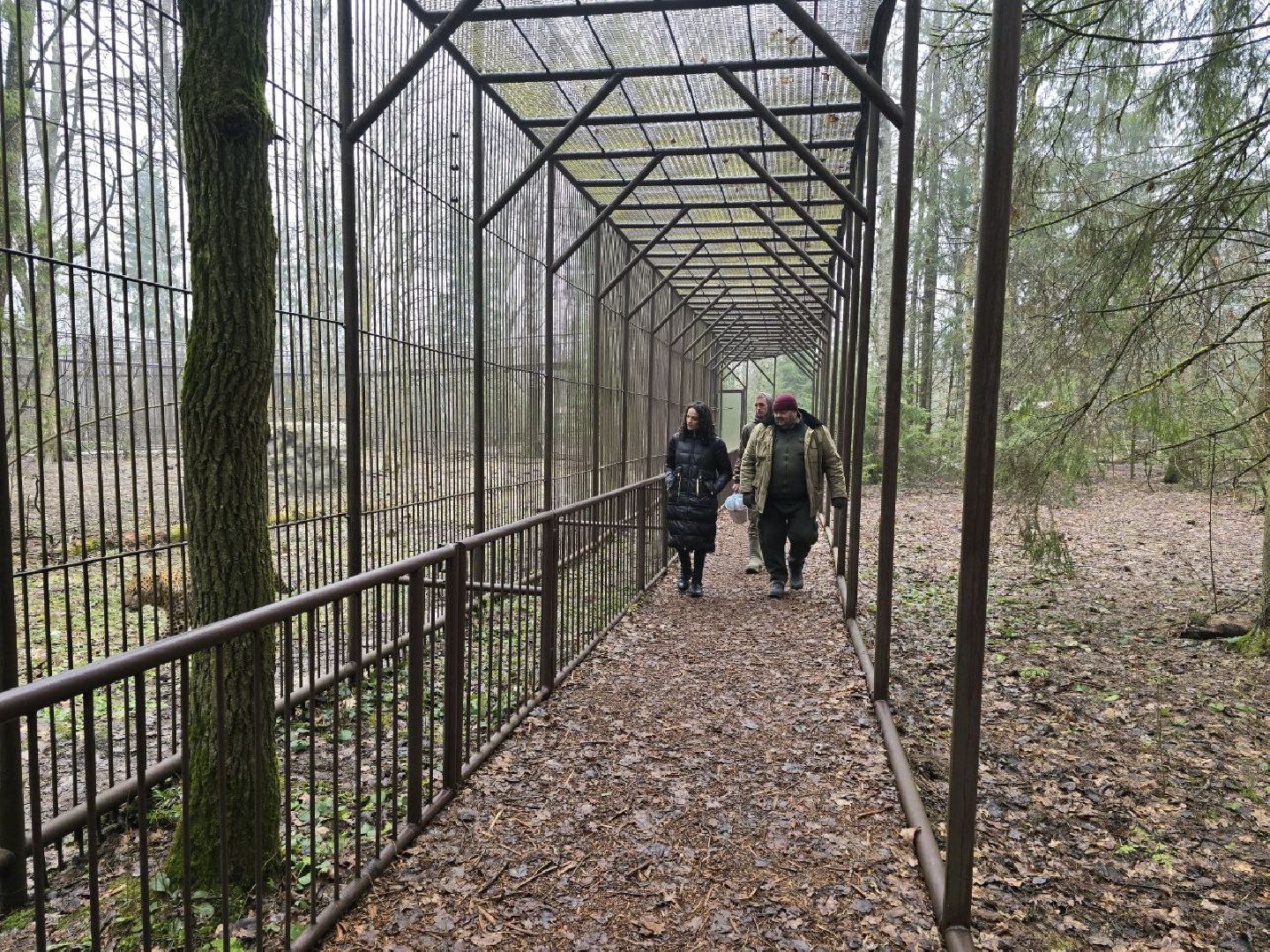 можайск, можайский муниципальный округ, подмосковье, подмосковный подмосковный сафари-парк, парк тигров, хищние кошки, карина черевань, чемпионка мира,