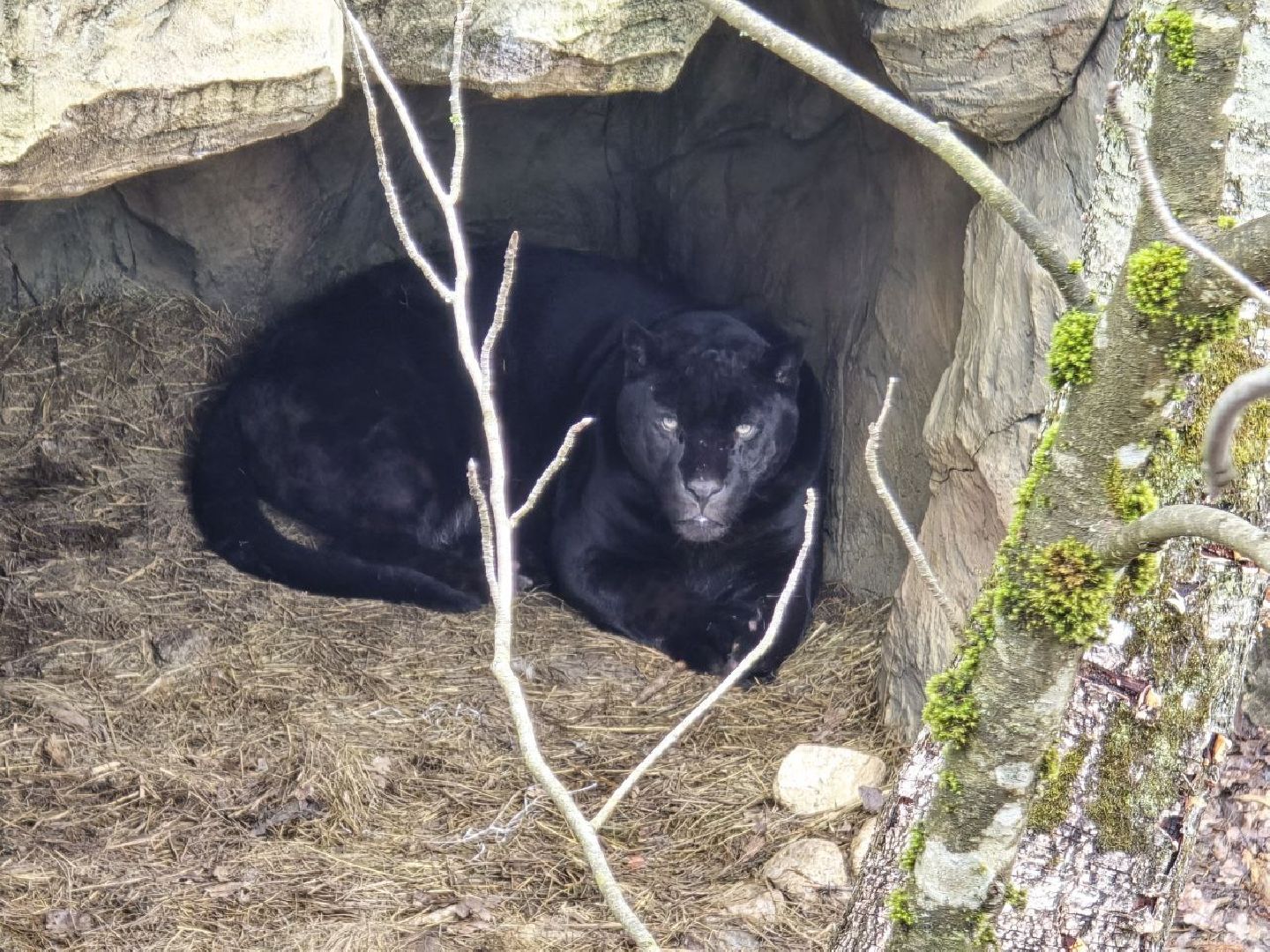 можайск, можайский муниципальный округ, подмосковье, подмосковный подмосковный сафари-парк, парк тигров, хищние кошки, карина черевань, чемпионка мира,