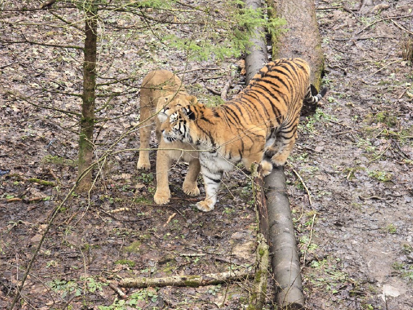 можайск, можайский муниципальный округ, подмосковье, подмосковный подмосковный сафари-парк, парк тигров, хищние кошки, карина черевань, чемпионка мира,