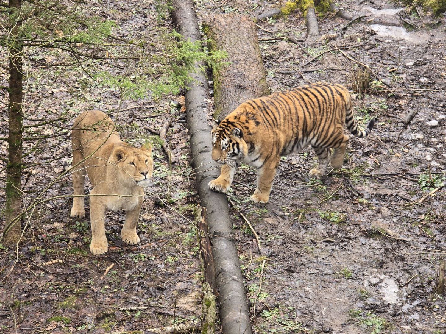 можайск, можайский муниципальный округ, подмосковье, подмосковный подмосковный сафари-парк, парк тигров, хищние кошки, карина черевань, чемпионка мира,
