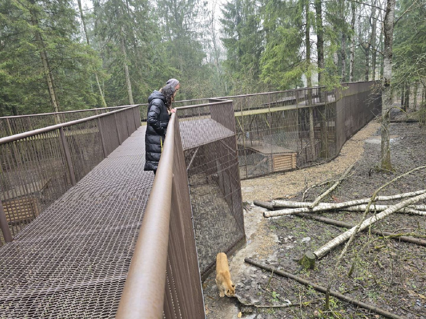 можайск, можайский муниципальный округ, подмосковье, подмосковный подмосковный сафари-парк, парк тигров, хищние кошки, карина черевань, чемпионка мира,