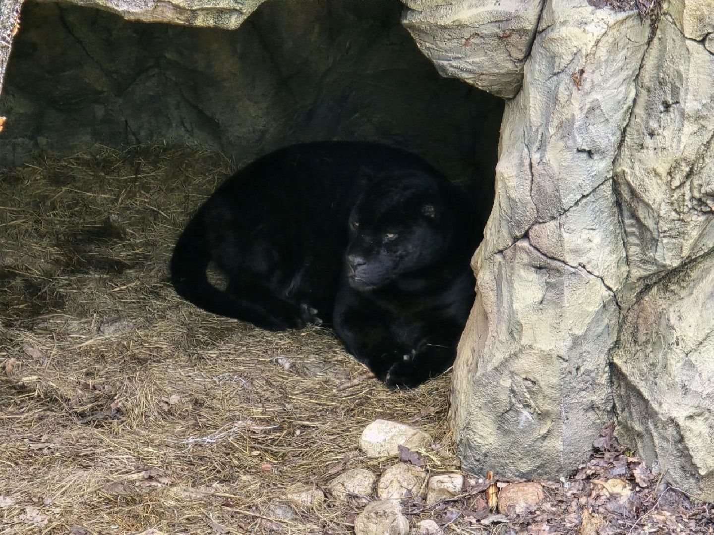 можайск, можайский муниципальный округ, подмосковье, подмосковный подмосковный сафари-парк, парк тигров, хищние кошки, карина черевань, чемпионка мира,