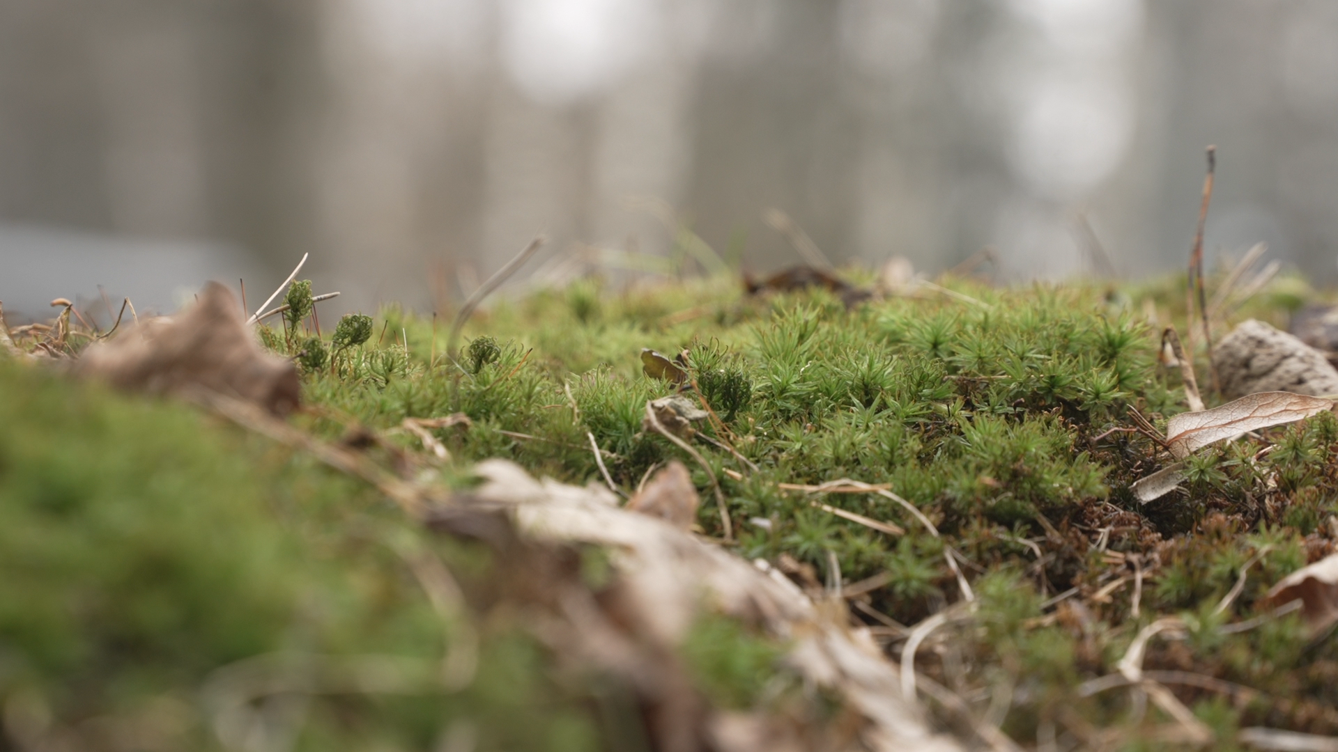 боррелиоз, клещевой энцефалит,укус клеща, детская поликлиника Власиха,