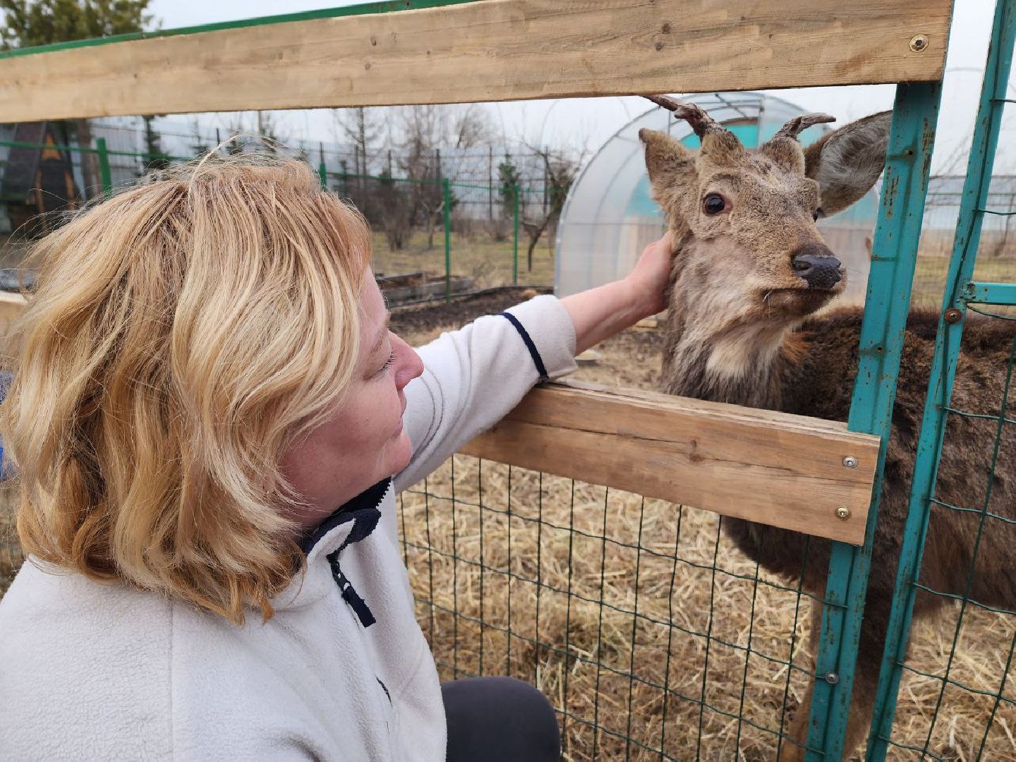 солнечногорск, олени, ферма, хозяйство, жители,