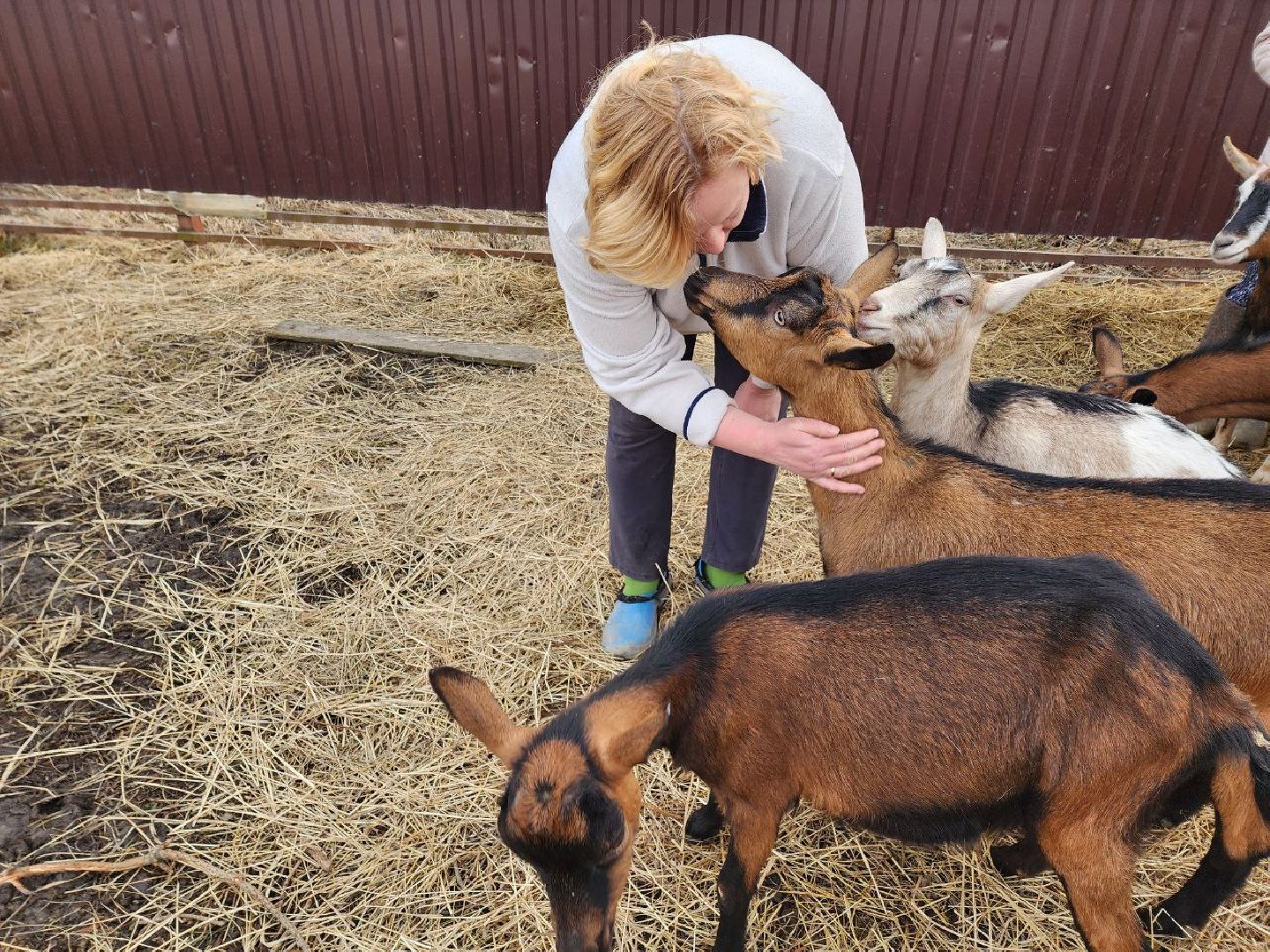 солнечногорск, олени, ферма, хозяйство, жители,