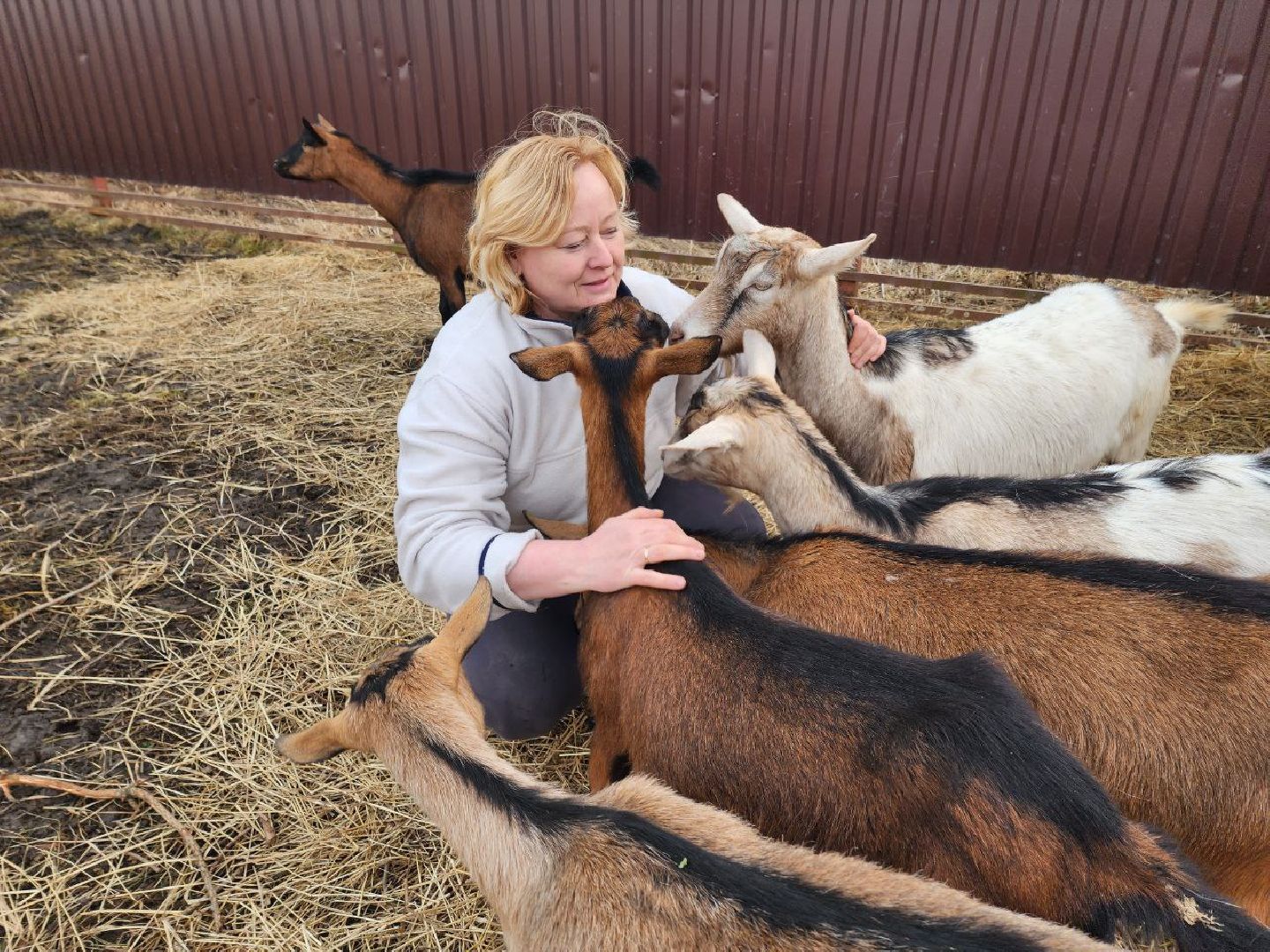 солнечногорск, олени, ферма, хозяйство, жители,