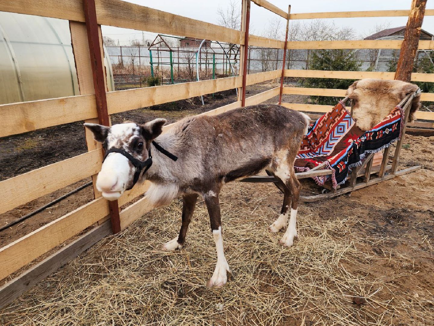 солнечногорск, олени, ферма, хозяйство, жители,