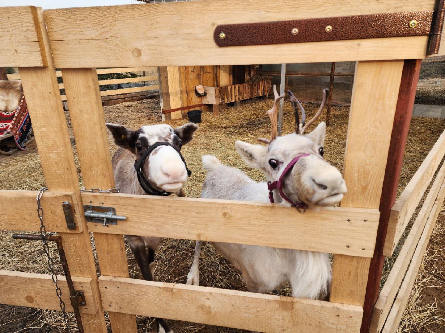 солнечногорск, олени, ферма, хозяйство, жители,