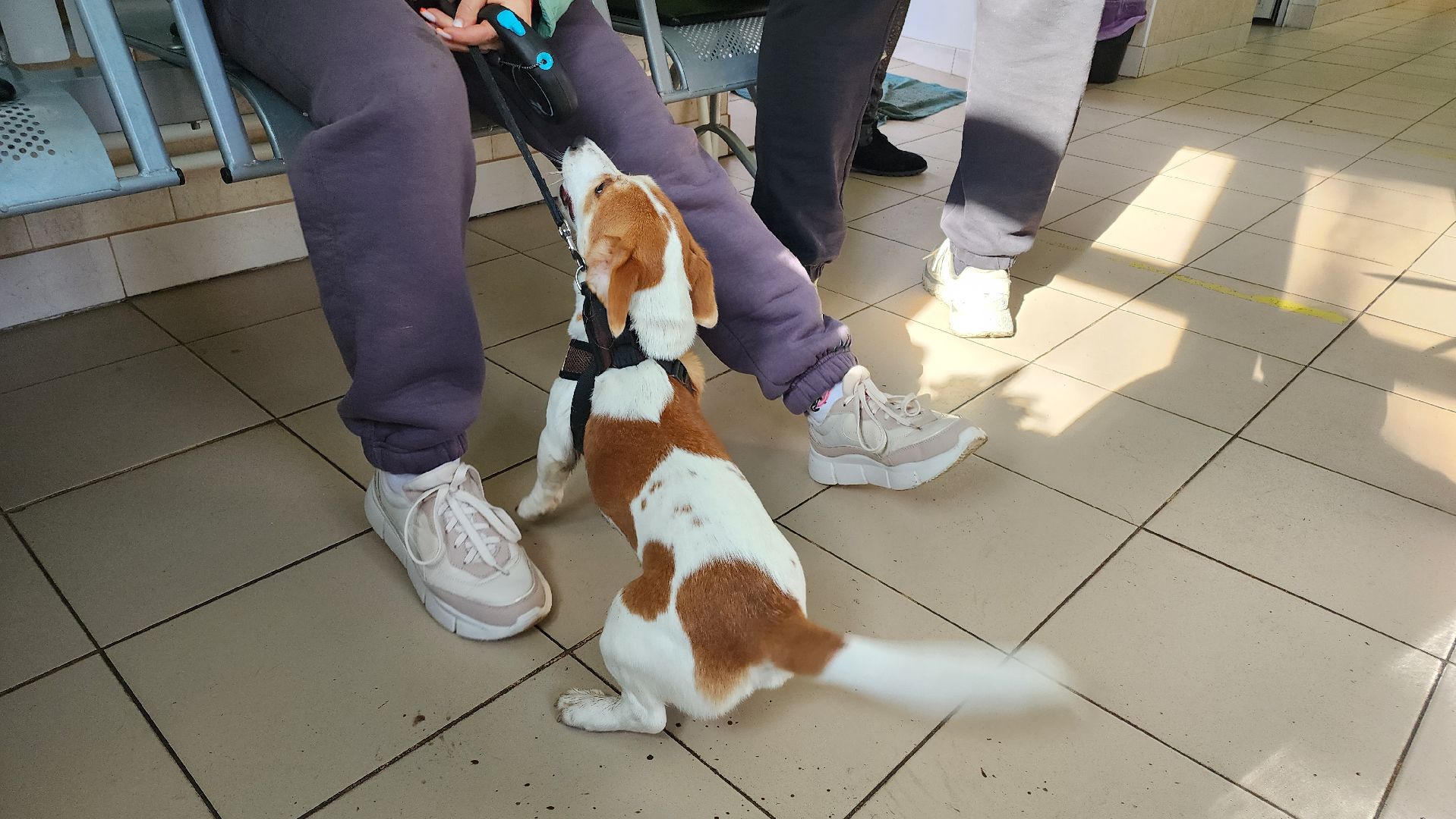 кашира, ветеринар, ветеринарная клиника, клещи, собаки, кошки, пироплазмоз,