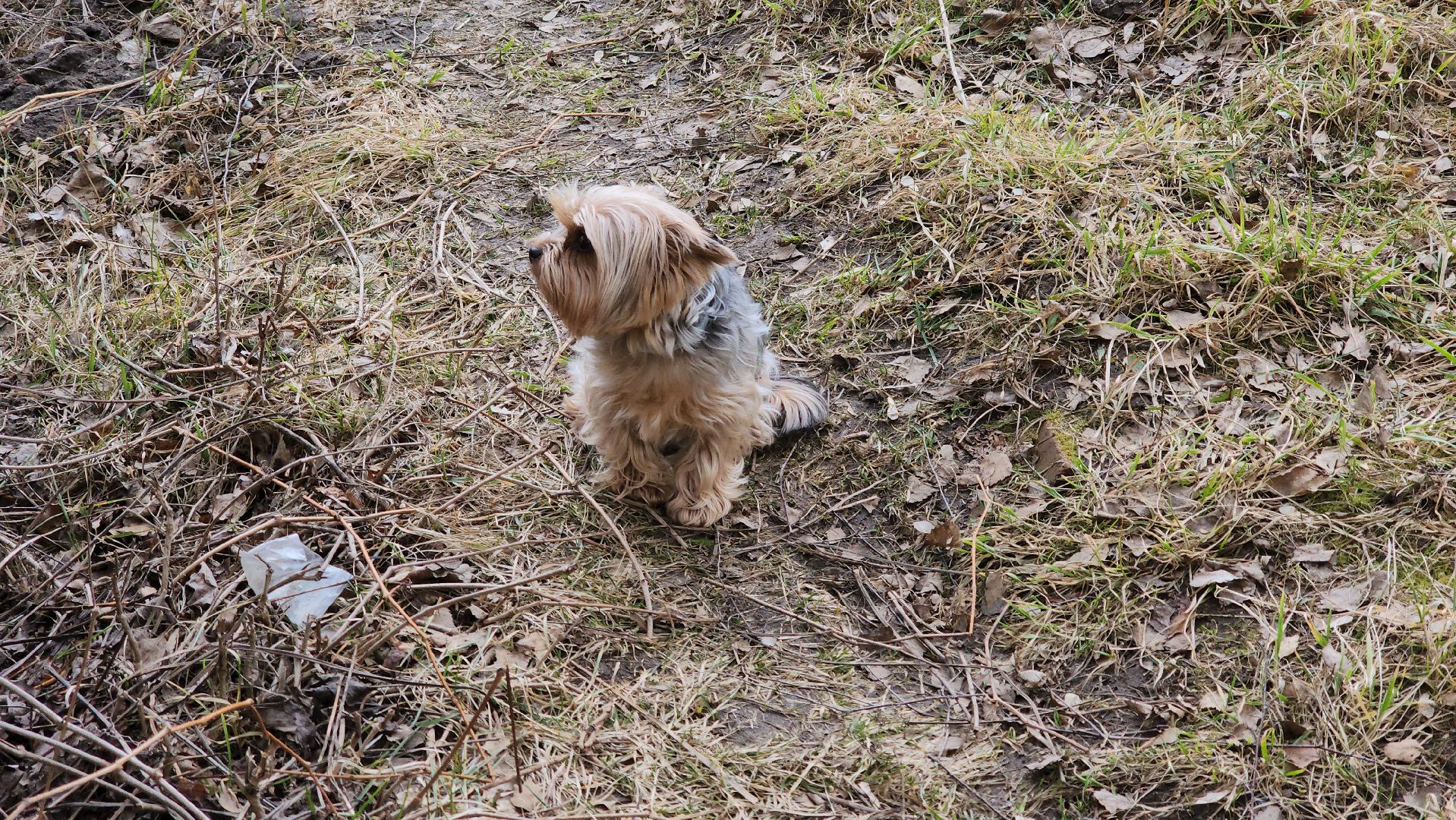 кашира, ветеринар, ветеринарная клиника, клещи, собаки, кошки, пироплазмоз,