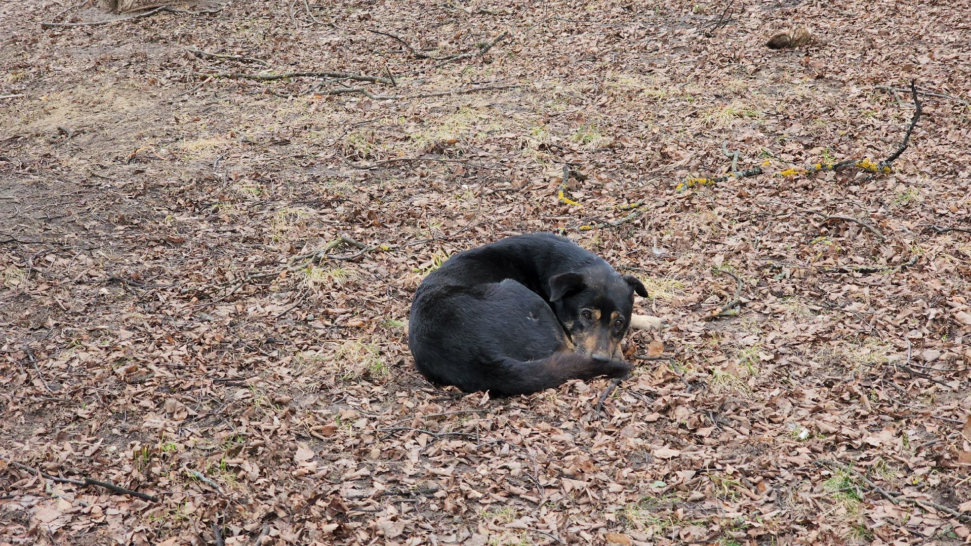 кашира, ветеринар, ветеринарная клиника, клещи, собаки, кошки, пироплазмоз,